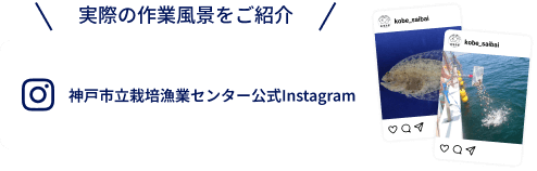 実際の作業風景をご紹介 神戸市立栽培漁業センター公式Instagram
